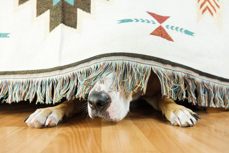 pets-and-fireworks-dog-scared-of-fireworks-img