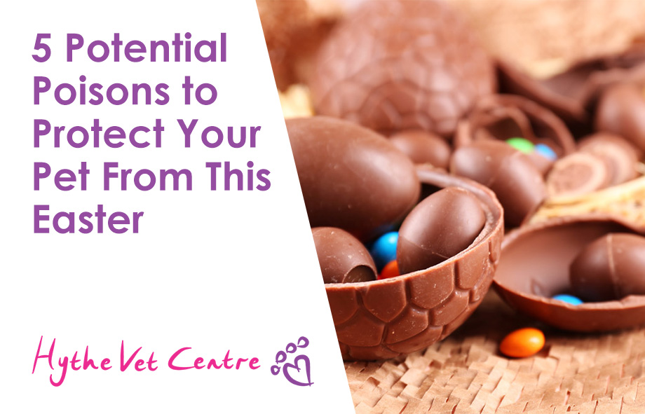 5 Potential Poisons to Protect Your Pet From This Easter