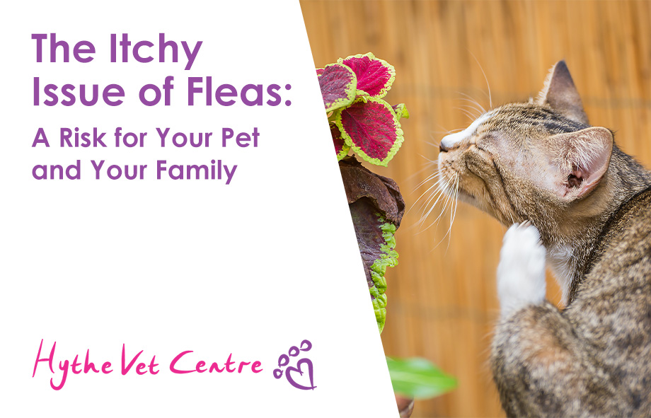 The Itchy Issue of Fleas: A Risk for Your Pet and Your Family