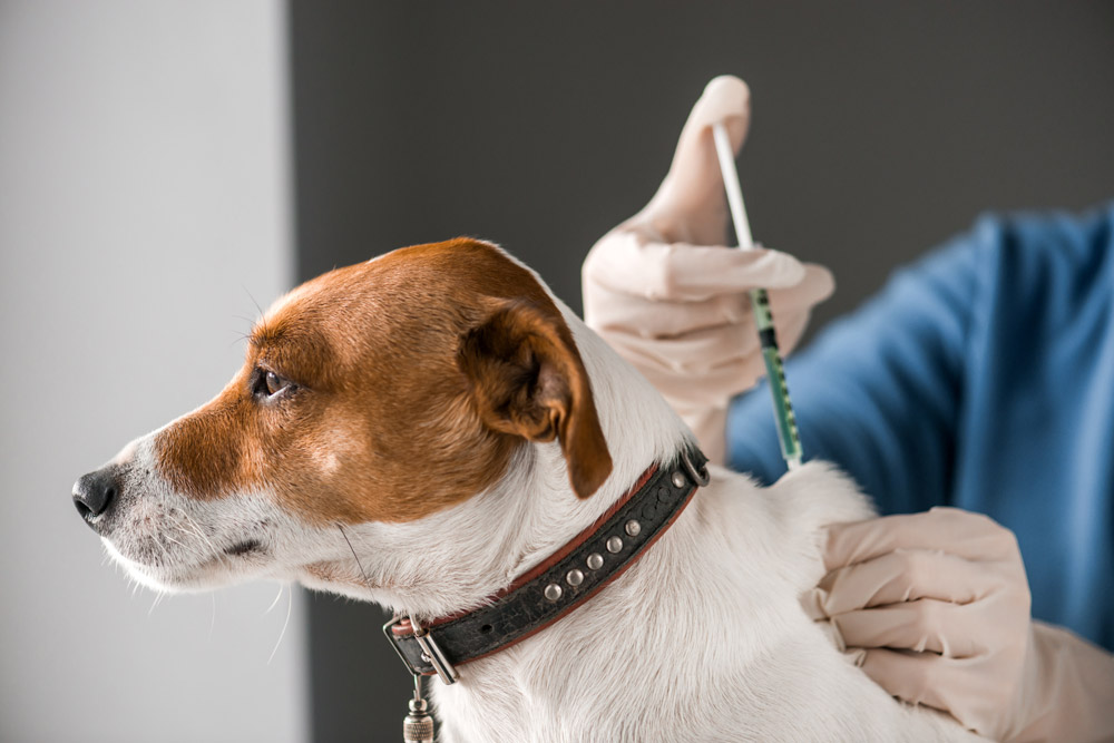 the-painful-risks-of-not-vaccinating-your-pets-1