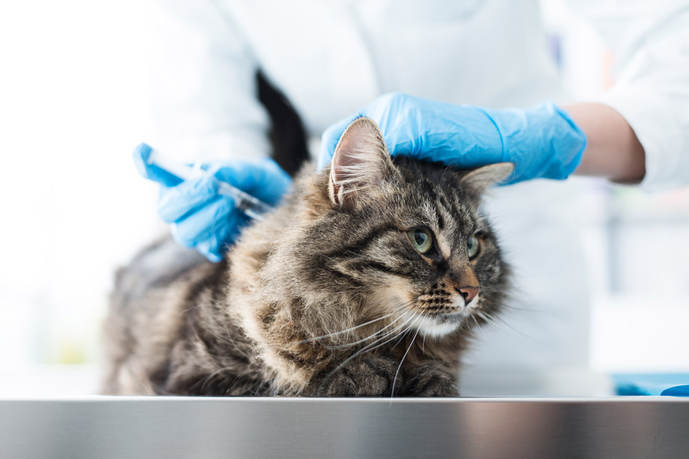 the-painful-risks-of-not-vaccinating-your-pets-2