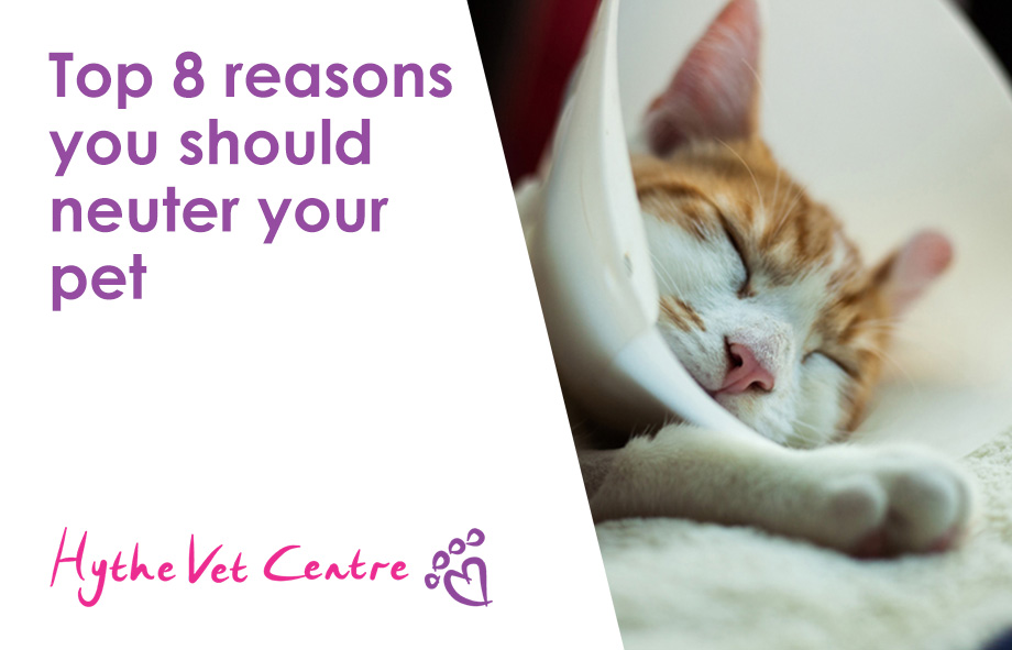 Top 8 Reasons You Should Neuter Your Pet