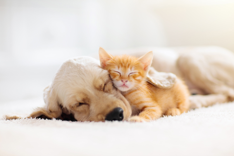 The Top 8 Reasons You Should Neuter Your Pet 
