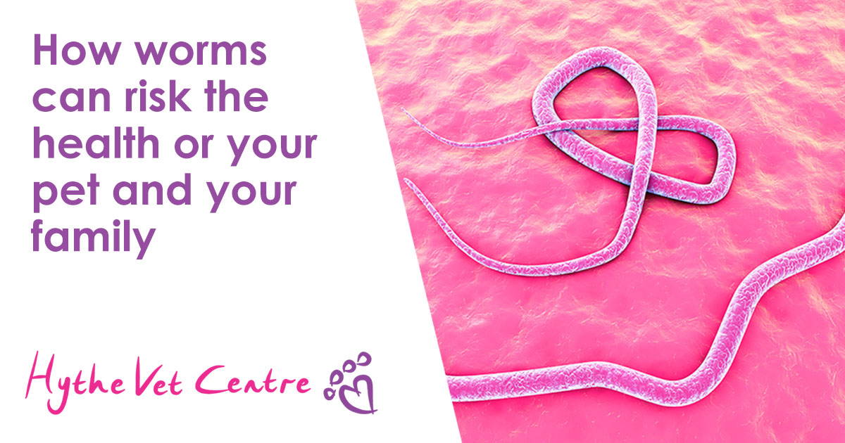 How Worms Can Risk the Health or Your Pet and Your Family - Puppy Eating Worms Health Risks