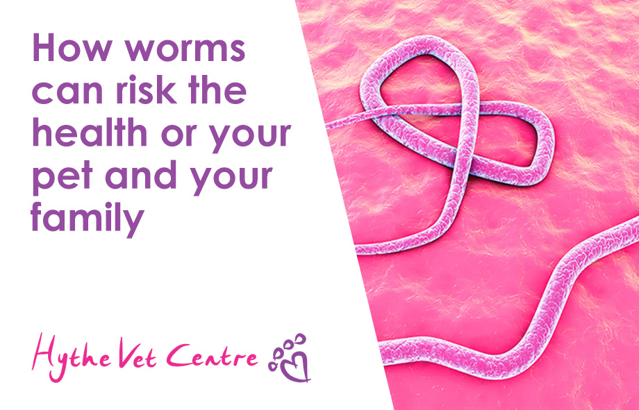 How Worms Can Risk the Health or Your Pet and Your Family