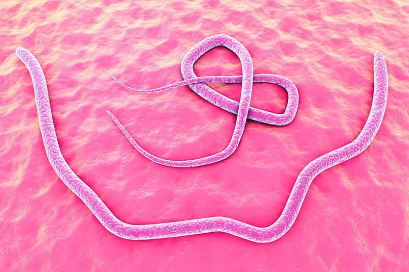 How worms can risk the health or your pet and your family - Hythe Vet Centre