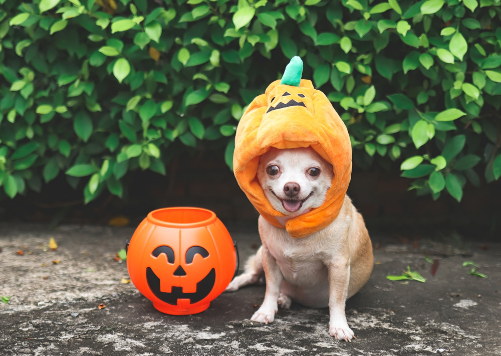 5-halloween-pet-safety-tips-costumes