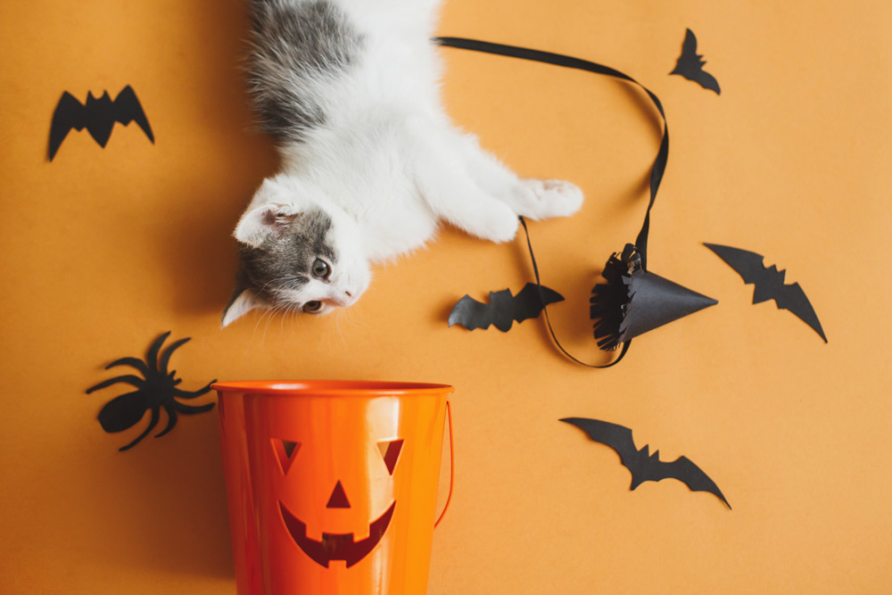 5-halloween-pet-safety-tips-decorations