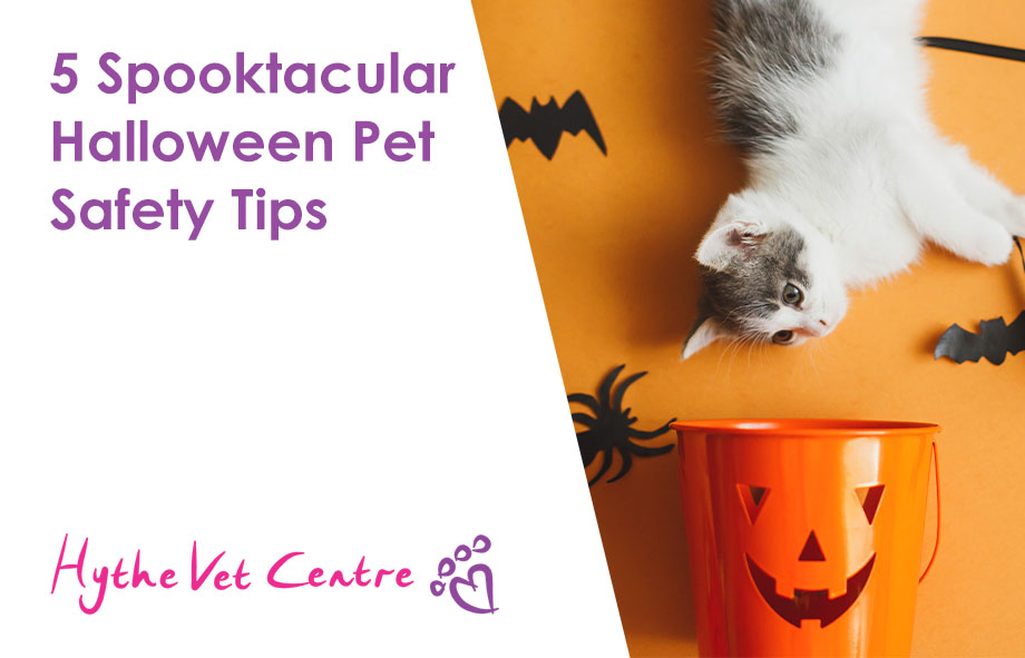 5 Spooktacular Halloween Pet Safety Tips