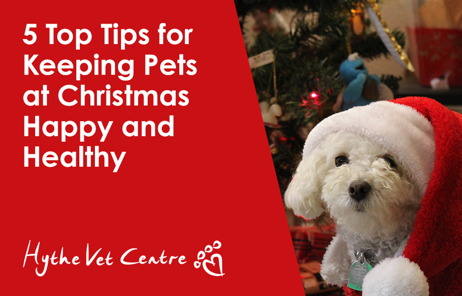 5 Top Tips for Keeping Pets at Christmas Happy and Healthy