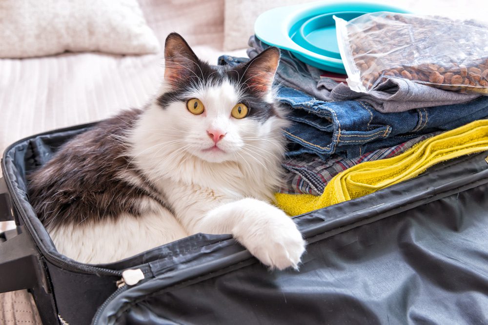 pet-passports-post-brexit-pet-travel-pet-abroad-cat-1 Animal Health Certificates
