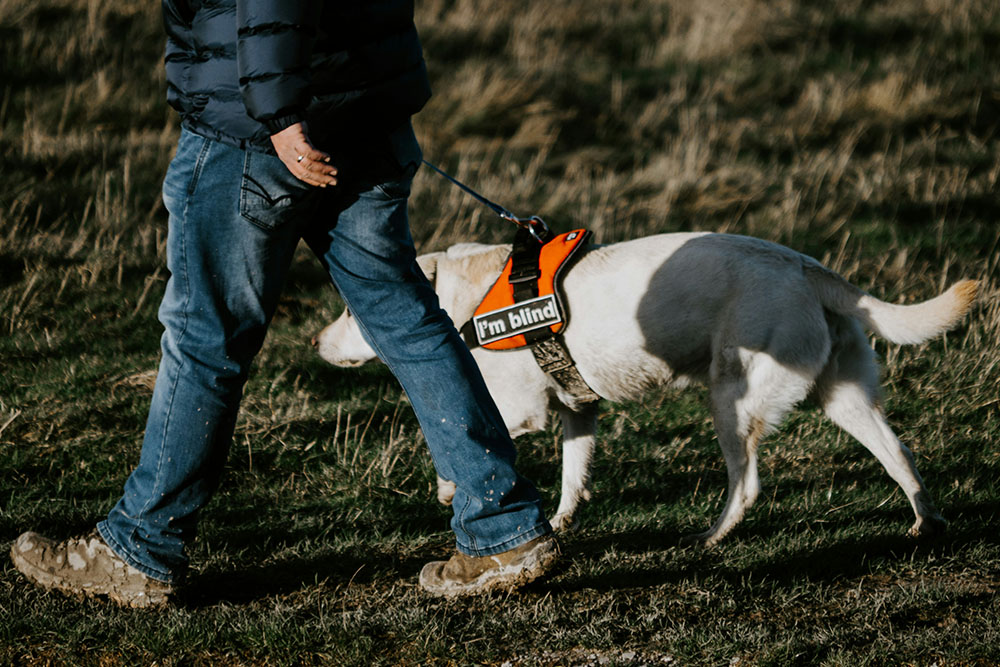 pet-passports-post-brexit-pet-travel-pet-abroad-dog-assistance 5 Top Tips for Keeping Pets at Christmas Happy and Healthy