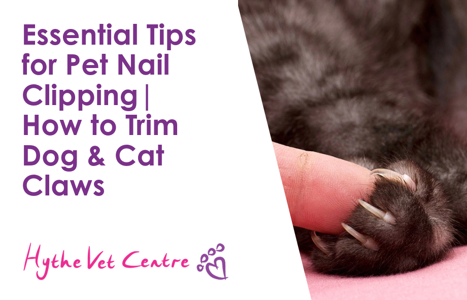 Essential Tips for Pet Nail Clipping | How to Trim Dog & Cat Claws