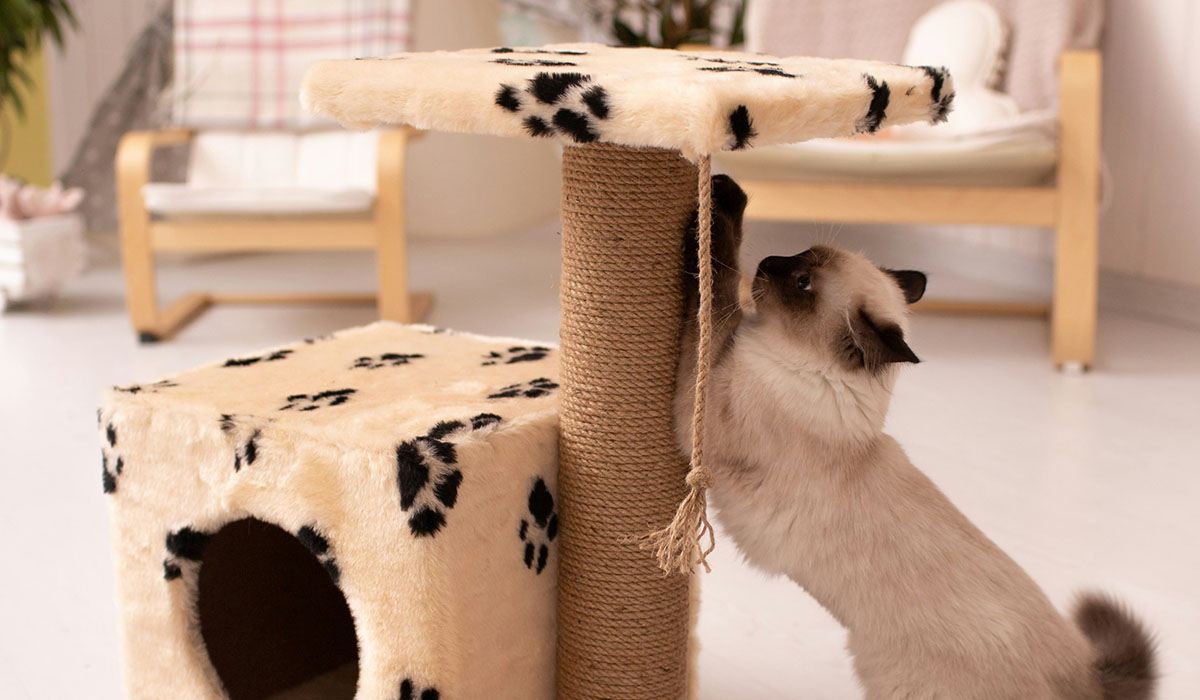 Microchipping Cats