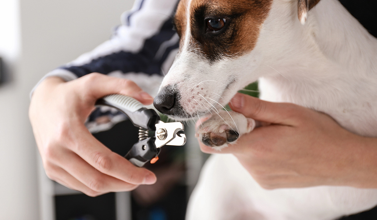 Microchipping Cats