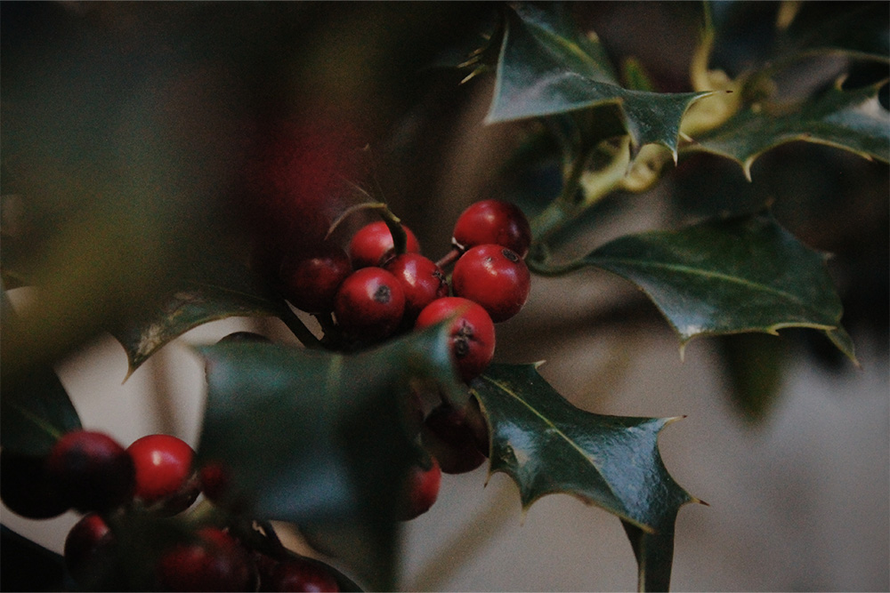 2. Mistletoe and Holly-Keeping Your Pets Safe At Christmas Mistletoe and Holly-Keeping Your Pets Safe At Christmas