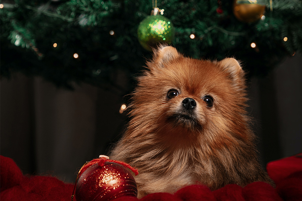 5. Christmas Decorations-Keeping Your Pets Safe At Christmas Christmas Decorations-Keeping Your Pets Safe At Christmas