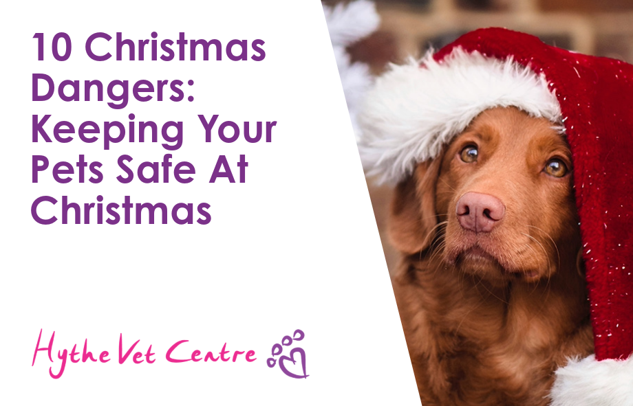 10 Christmas Dangers: Keeping Your Pets Safe At Christmas