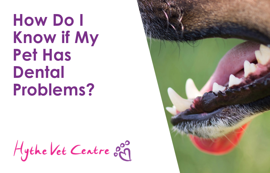 How Do I Know if My Pet Has Dental Problems?