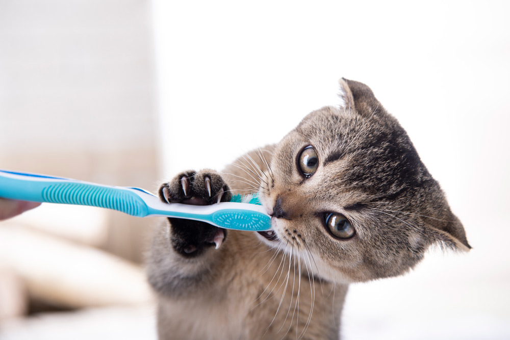 pet-dental-problems-signs-of-dental-disease-cats-1 pet dental health