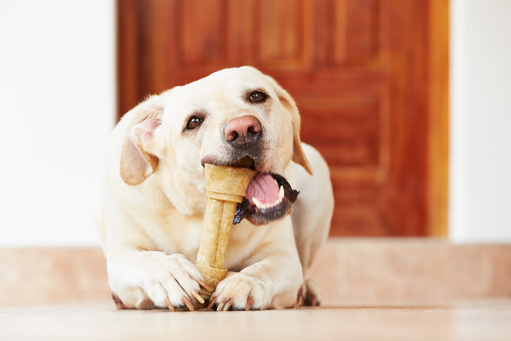 pet-dental-problems-signs-of-dental-disease-dogs-2 pet dental health