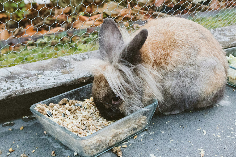 pet-dental-problems-signs-of-dental-disease-rabbits (1) rabbit dental health