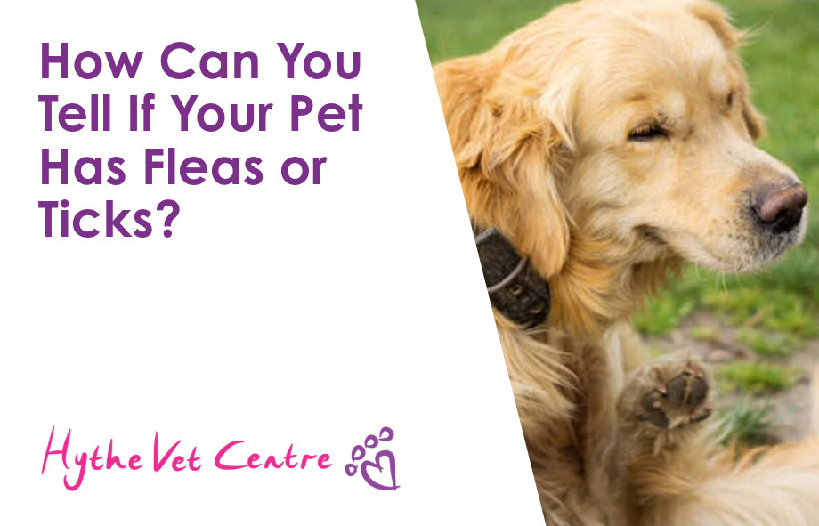 How Can You Tell If Your Pet Has Fleas or Ticks?