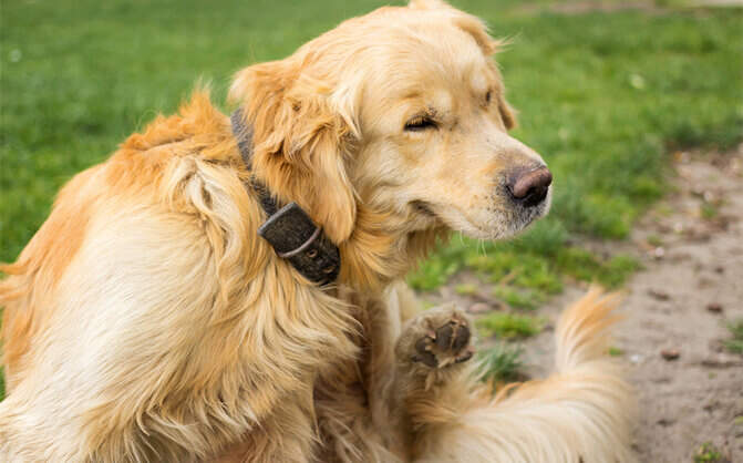 pet dental health