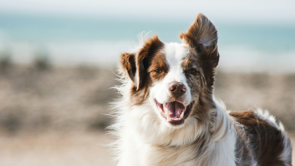 Is it worth getting a Pet Health Plan for dogs | Hythe Vets