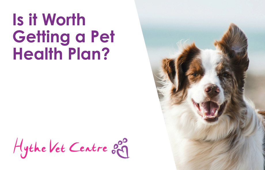 Is it Worth Getting a Pet Health Plan? Your Guide to Hassle-Free Pet Care