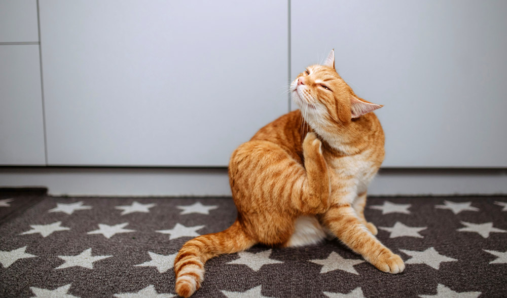 what-are-the-signs-of-ill-health-in-your-pet-2 What are the signs of ill health in your pet | Hythe Veterinary Centre