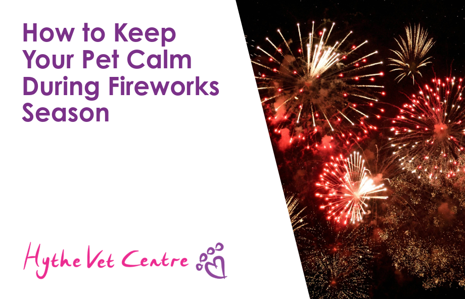 Bonfire Night: How to Keep Your Pet Calm During Fireworks Season