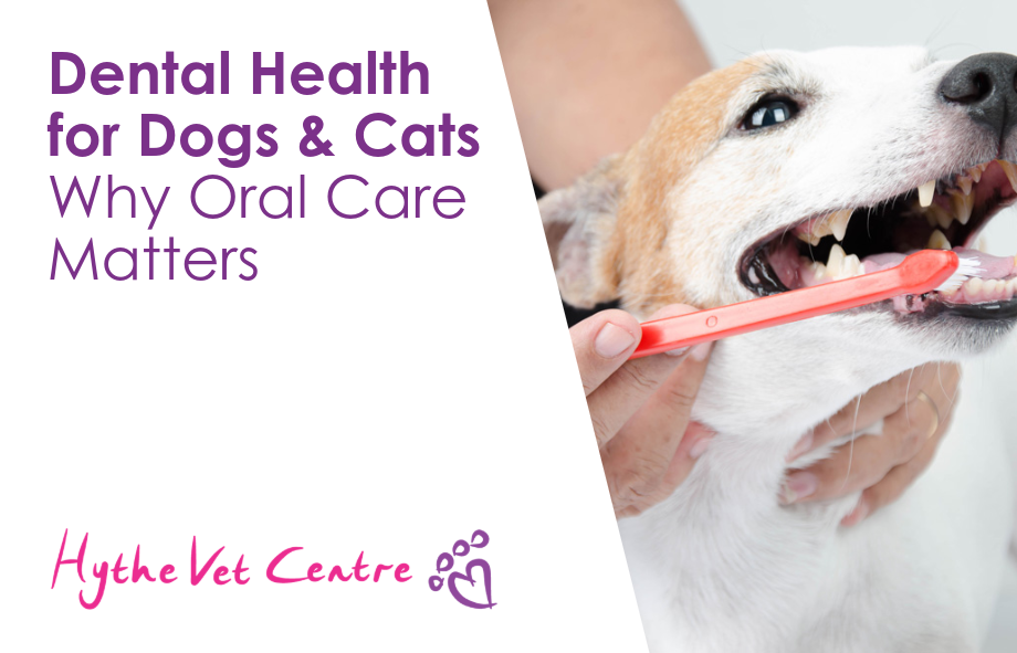 Dental Health for Dogs and Cats – Why Oral Care Matters