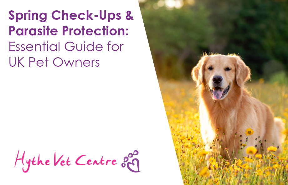 Spring Check-Ups & Parasite Protection: Essential Guide for UK Pet Owners