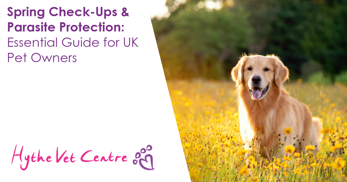 Spring Check-Ups & Parasite Protection | Hythe Veterinary Centre