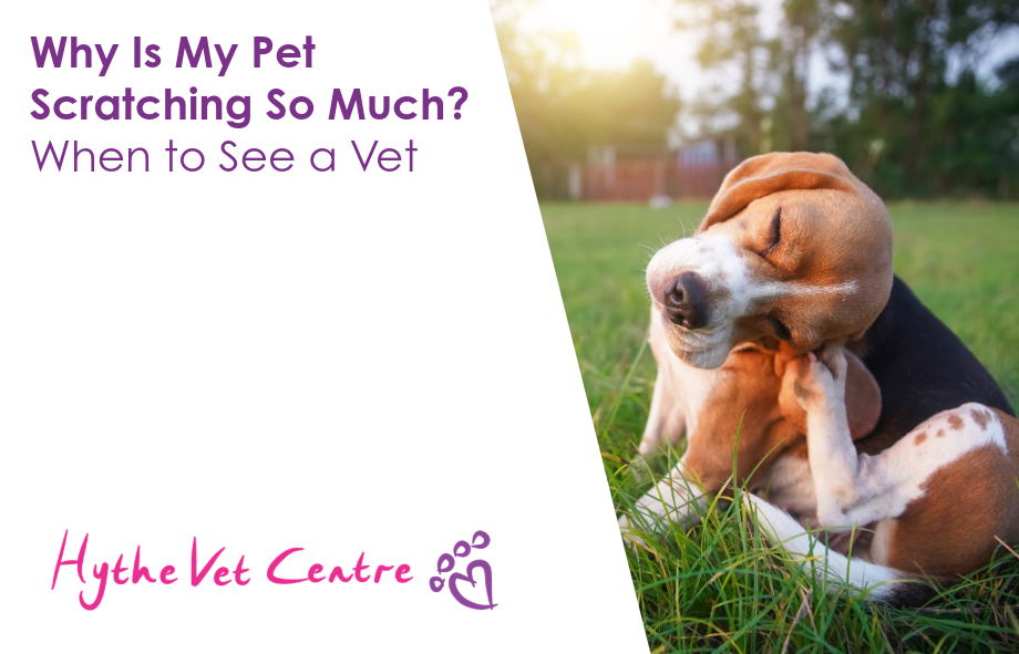Why Is My Pet Scratching So Much? When to See a Vet