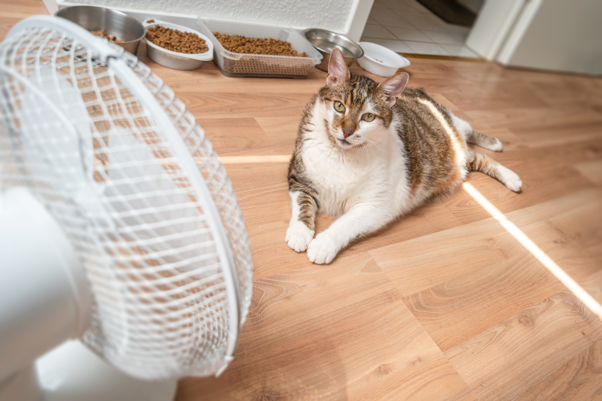 Keeping cats safe in hot weather | Hythe Vets