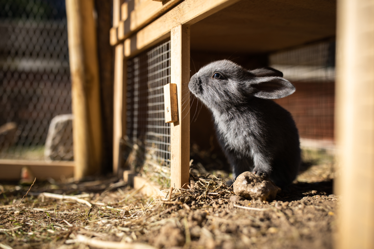 Keeping rabbits safe in hot weather | Hythe Vets