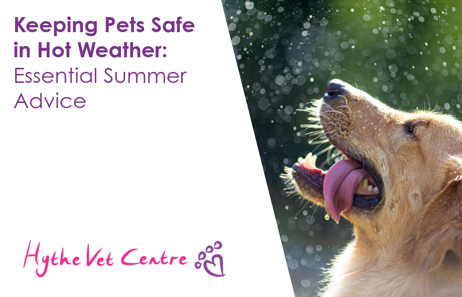 Keeping Pets Safe in Hot Weather: Essential Summer Advice