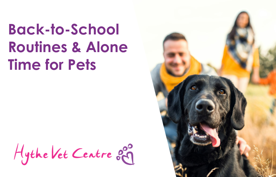 Back-to-School Routines & Alone Time for Pets