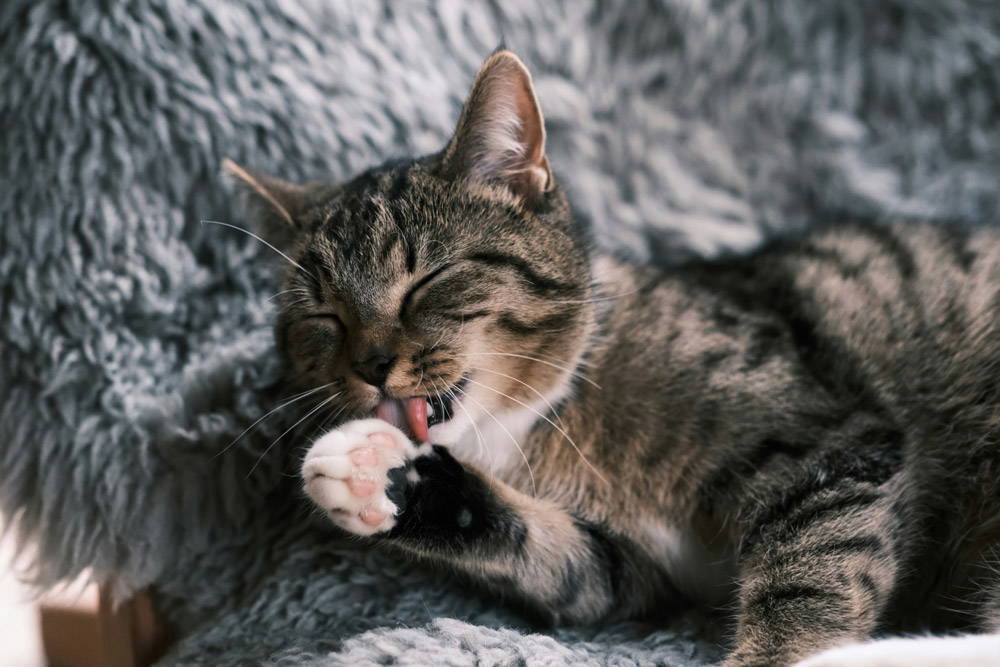 Back to school - leaving pets alone | Hythe Vets